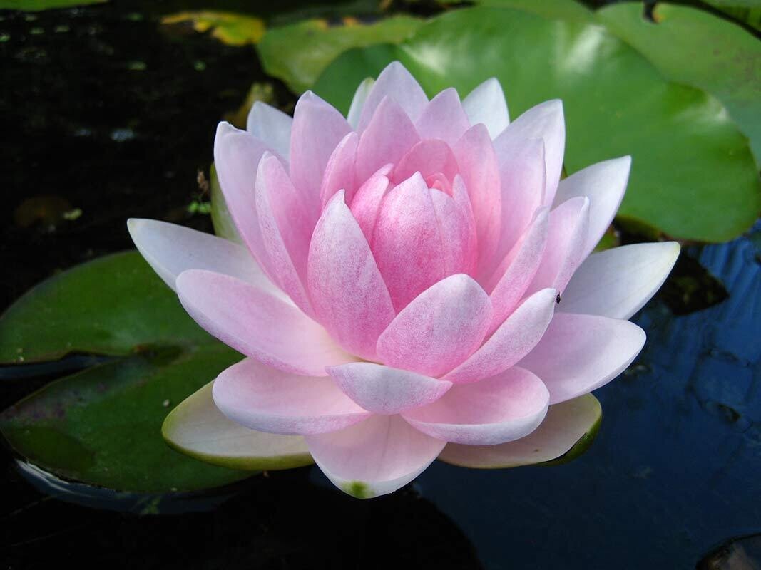 Mme Wilfron Gonnere Hardy Pink Water Lily
