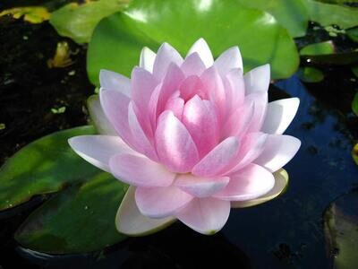 Mme Wilfron Gonnere Hardy Pink Water Lily