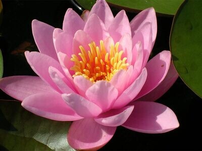 Norma Gedye Hardy Pink Water Lily