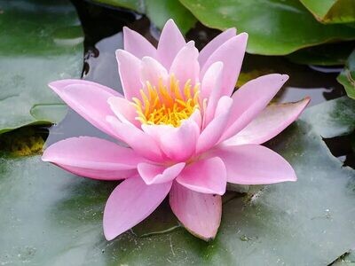 Norma Gedye Hardy Pink Water Lily