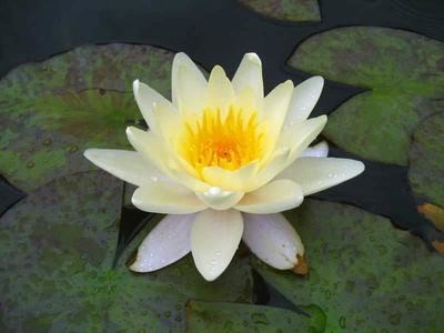Chromatella Yellow Water Lily
