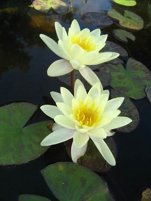 Chromatella Hardy Yellow Water Lily