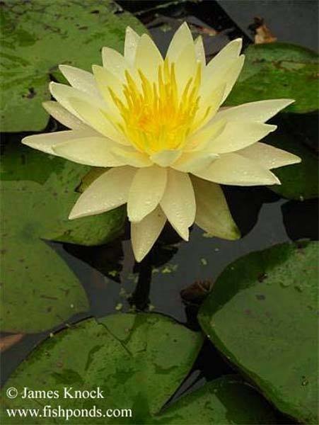 Charlene Strawn Hardy Yellow Water Lily