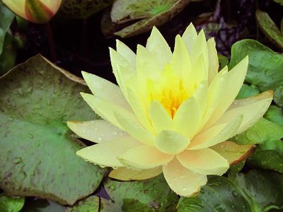Charlene Strawn Hardy Yellow Water Lily