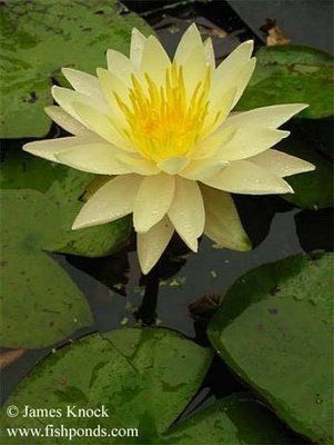 Charlene Strawn Hardy Yellow Water Lily
