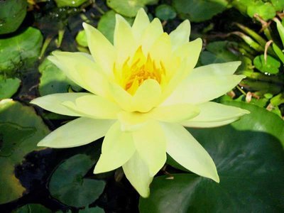 Sunrise Hardy Yellow Water Lily