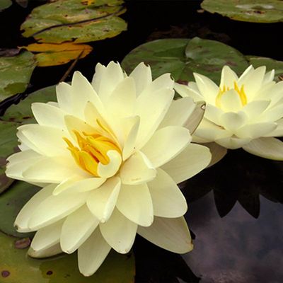 Lemon Chiffon Hardy Yellow Water Lily