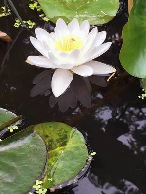 Virginalis Hardy White Water Lily