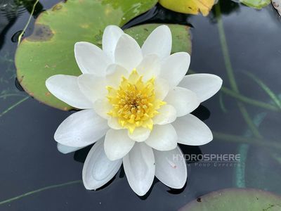 Gladstone Hardy White Water Lily