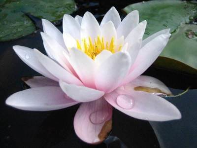 Carnea White / Pale Pink Hardy Water Lily