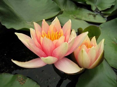 Comanche Hardy Changeable Water Lily