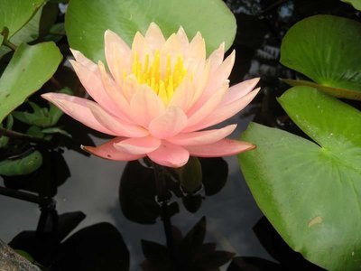Barbara Dobbins Hardy Peach Water Lily