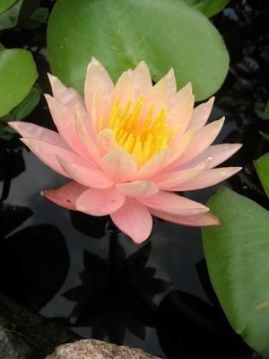 Barbara Dobbins Hardy Peach Water Lily