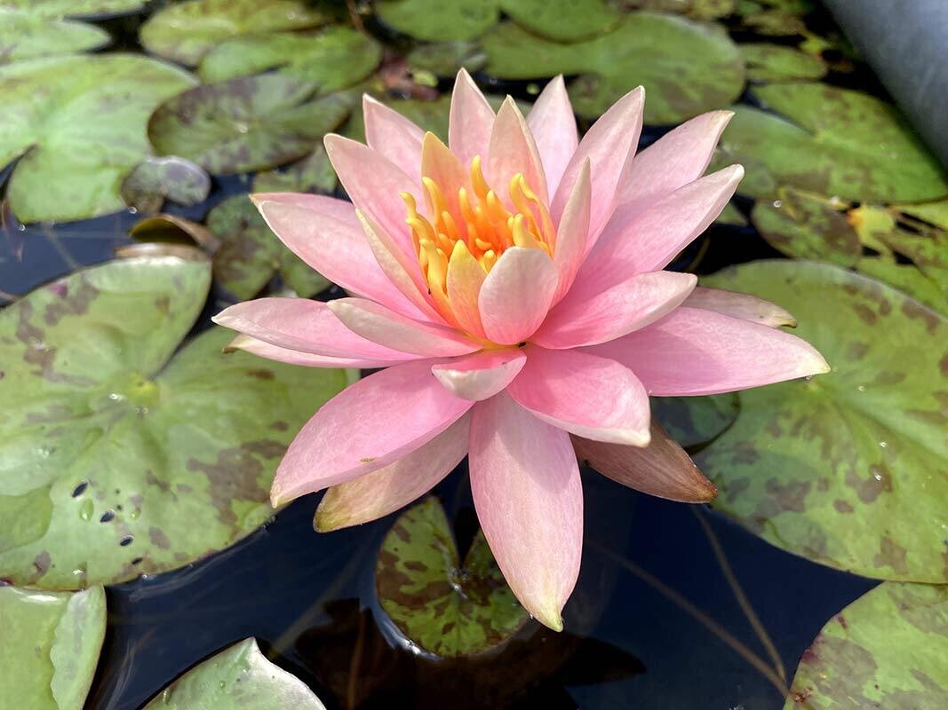 Colorado Hardy Peach Water Lily
