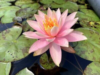 Colorado Hardy Peach Water Lily