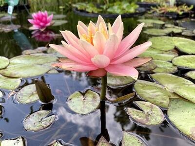 Colorado Hardy Peach Water Lily