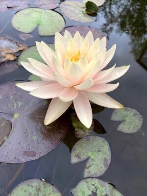 Peach Glow Hardy Water Lily