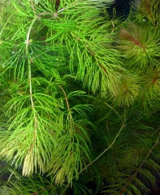 Hornwort Oxygenating Pond Plant