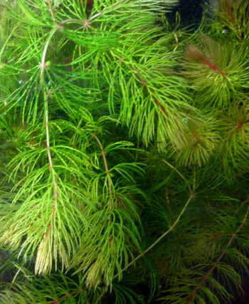Hornwort Oxygenating Pond Plant