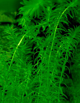 Water Thyme (Elodea)