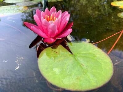 Yuh Ling Hardy Pink Water Lily