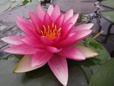 Rembrandt Hardy Red Water Lily