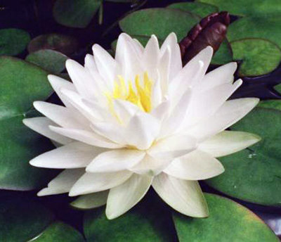 Gonnere Hardy White Water Lily
