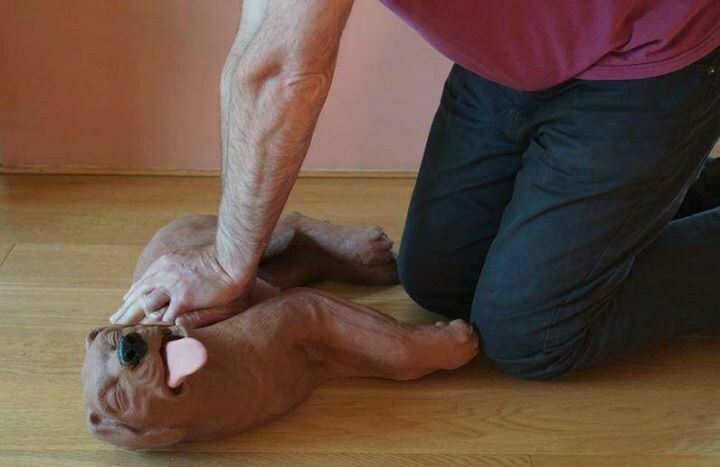 Pet and Canine First Aid Course Gift Vouchers