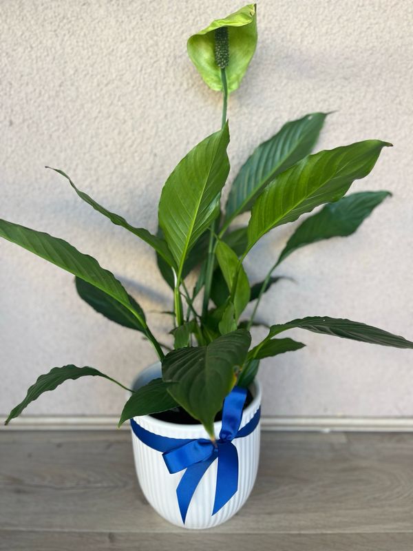 Peace Lily In White Ceramic