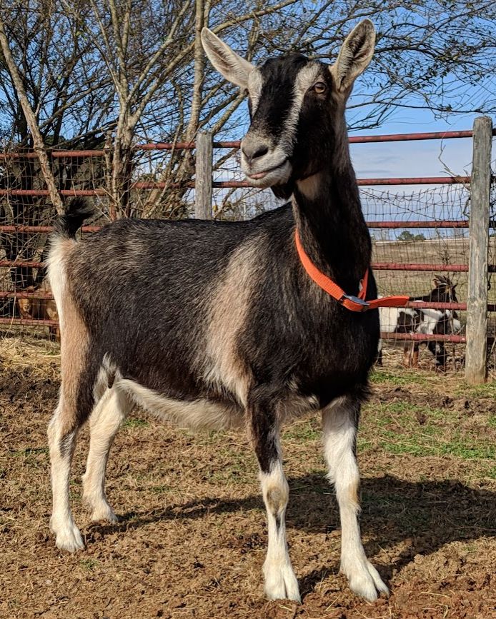 Mucha 4 oz F&amp;B Cream You Pick 2 Pack