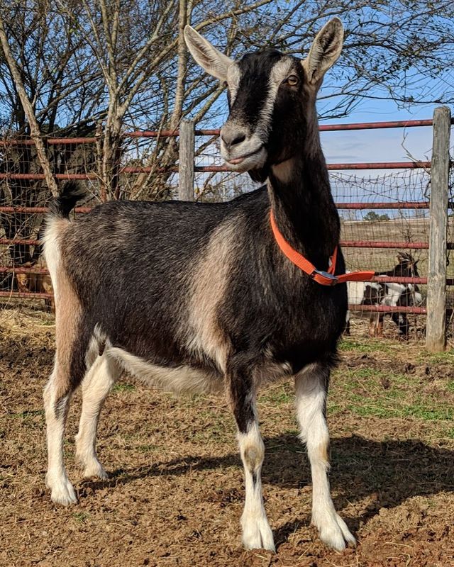 Mucha 4 oz F&amp;B Cream You Pick 2 Pack