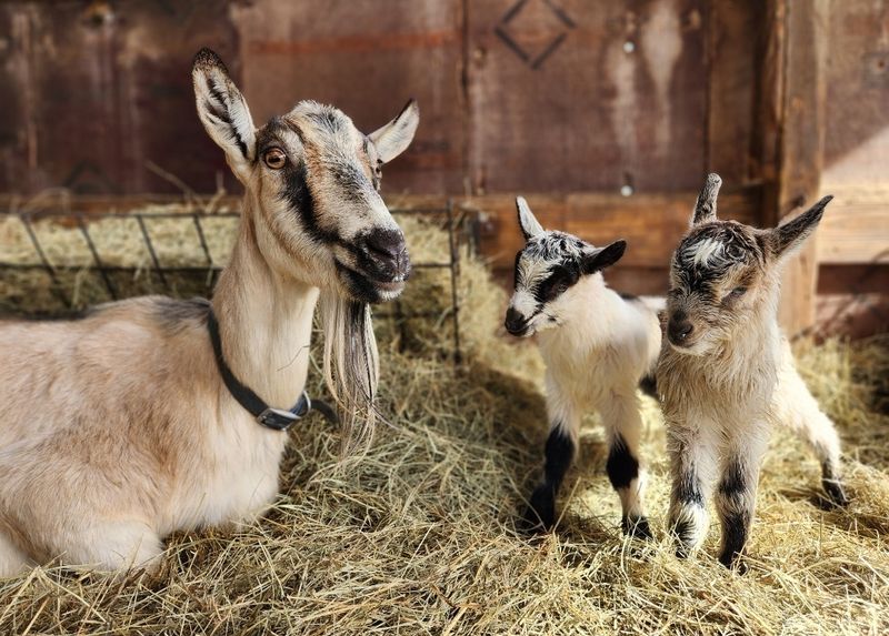 Mini F&amp;B Cream You Pick 3 pack