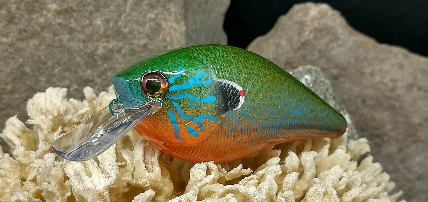 Pumpkinseed 2.5 Squarebill