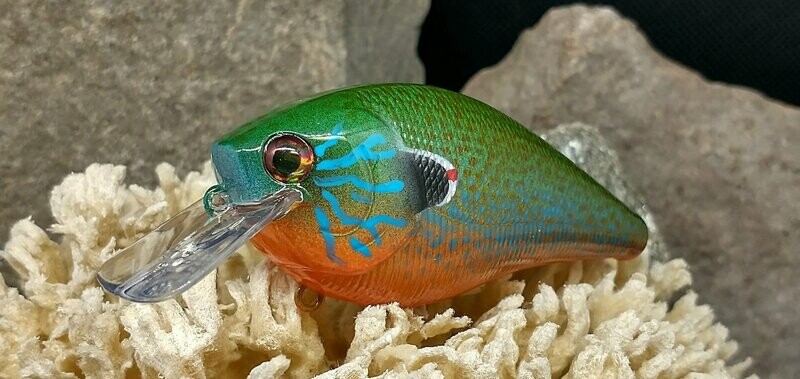 Pumpkinseed 2.5 Squarebill