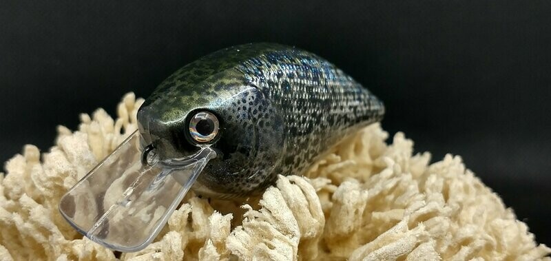 Black Crappie 2.5 Squarebill