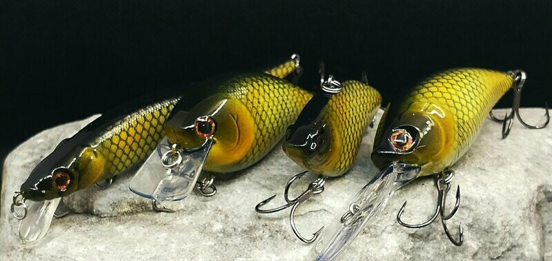School of Bait- Carp
