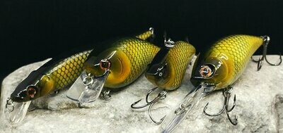 School of Bait- Carp