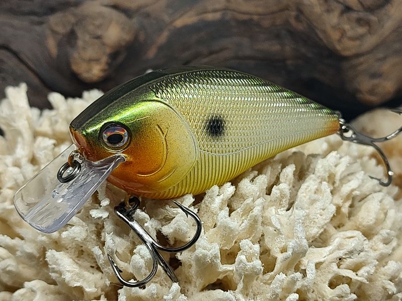 Ra Shad Squarebill