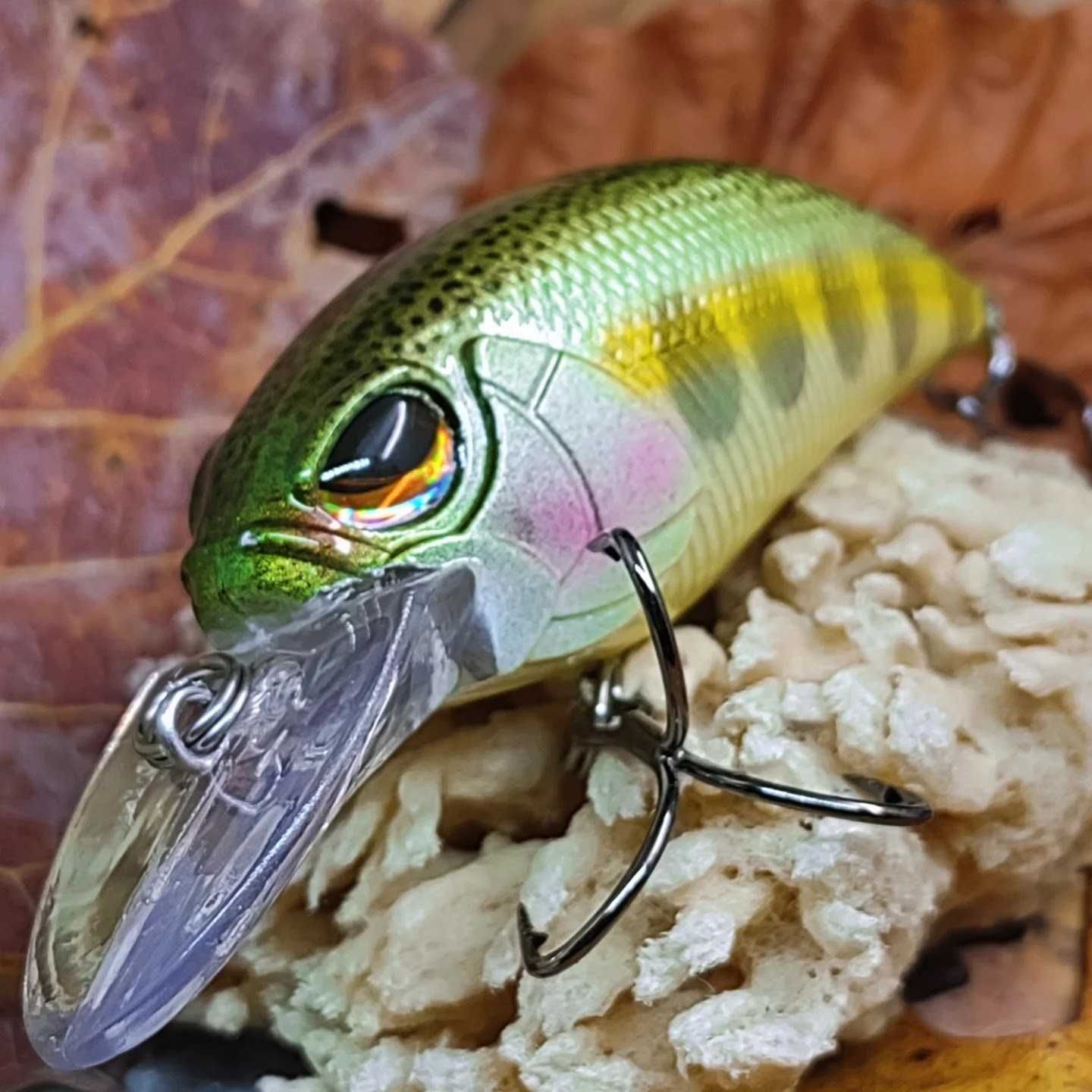 Juvenile Rainbow
