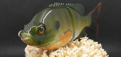 Glide baits/ Swimbaits