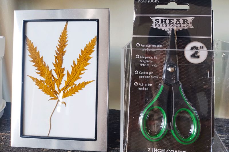 Shears for Trimming