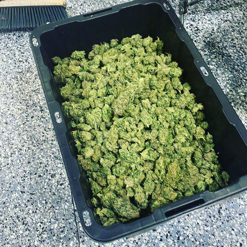 Cbd Smokeable Flower  Price Ranges