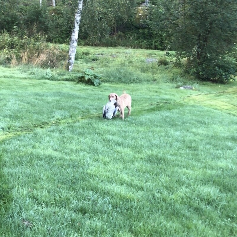 PRIVATträning klippkort 5*90minuter