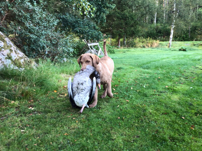 Retriever med sikte praktisk jakt & nybörjarklass (Från Ca 7-18 månaders ålder) Lördagar