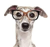 Utan hund