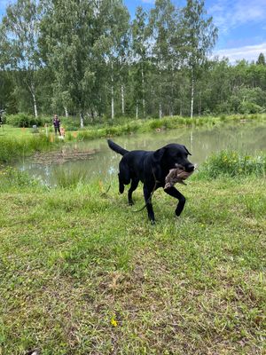 Träningstävlingar och -prov