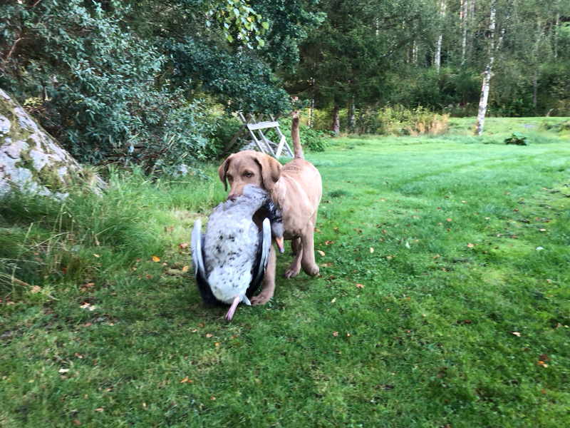 Retriever med sikte på jakt &amp; start i nybörjarklass (Från ca 14 månaders ålder) Lördagar