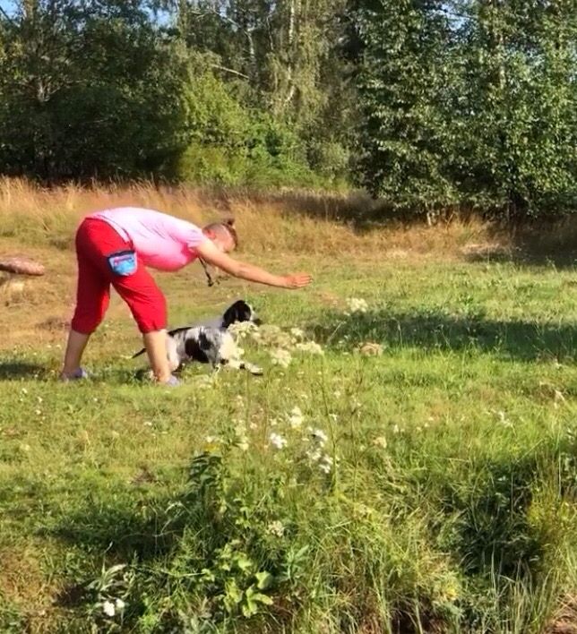 Valpkurs Spaniel (Från Ca 3 månaders ålder) Söndagar