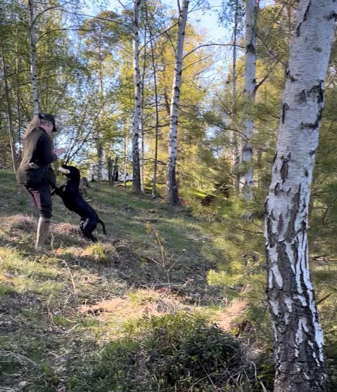 Öppen Träning för Spaniel &amp; retriever