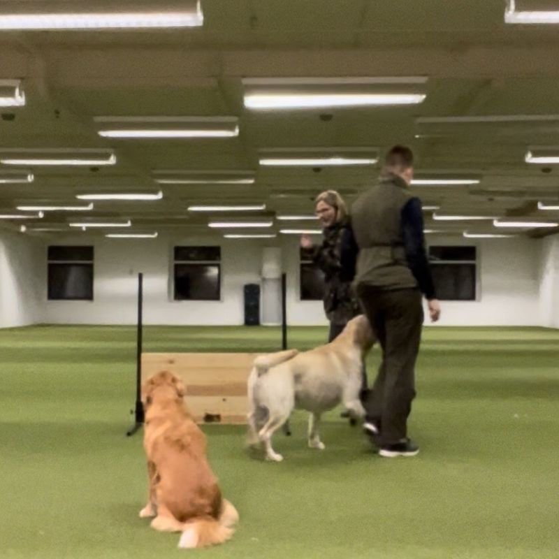 Öppen Träning för Spaniel &amp; retriever